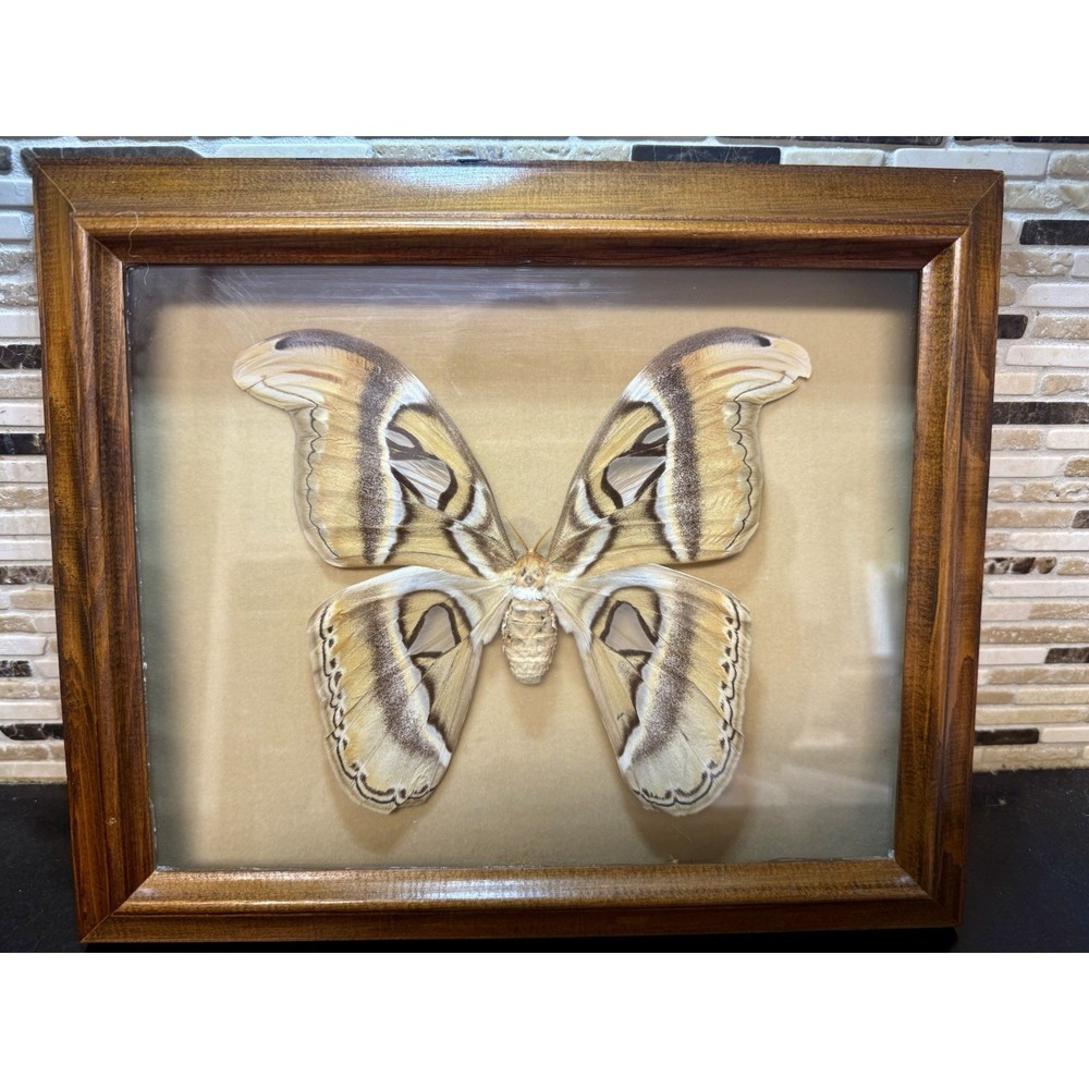 Vintage Framed Atlas Moth Attacus Atlas India Butterfly Man Laguna Beach - Picture 2 of 11